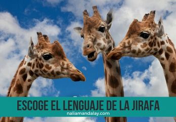 36 la comunicación no vilenta lenguaje del chacal y la jirafa