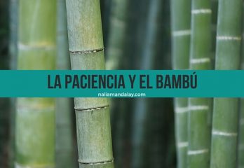 8 cuento el bambú japonés