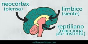 los 3 cerebros: neocortex, límbico, reptiliano