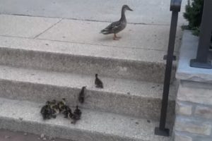 54-madre-pato-y-sus-patitos