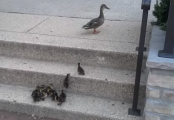 54-madre-pato-y-sus-patitos