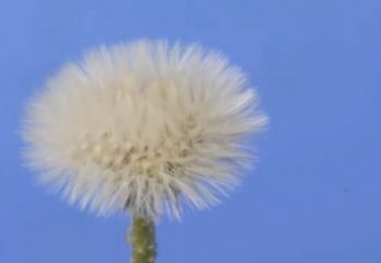 60-diente-de-leon-proceso-secuencial