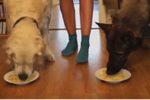 66-competición spaguetti