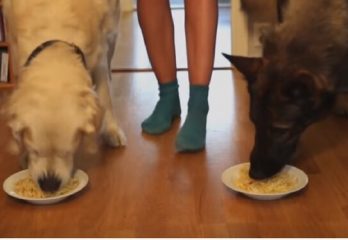 66-competición spaguetti