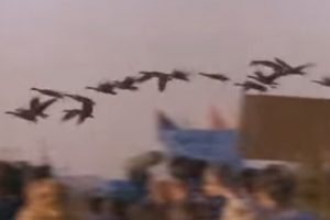 69-gansos-equipo-y-liderazgo