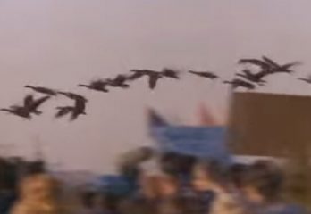 69-gansos-equipo-y-liderazgo