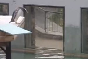 72-pingüino-duda-saltar