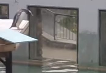 72-pingüino-duda-saltar