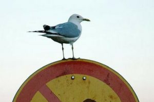 34-gaviota signo prohibido
